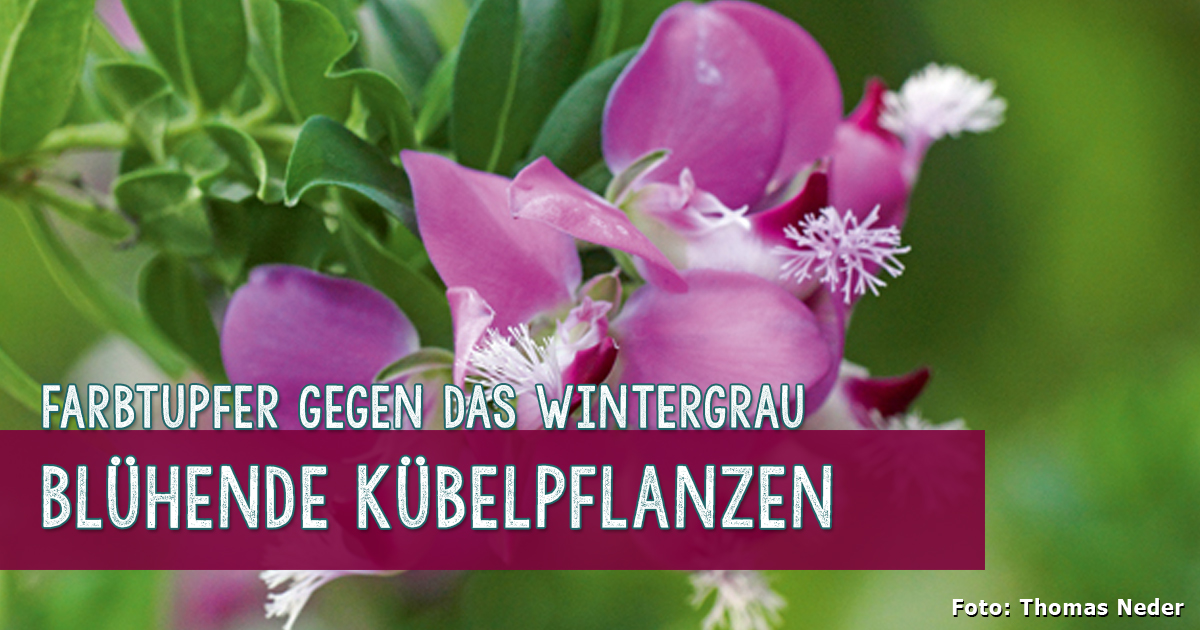Blühende Kübelpflanzen für die Wohnung
