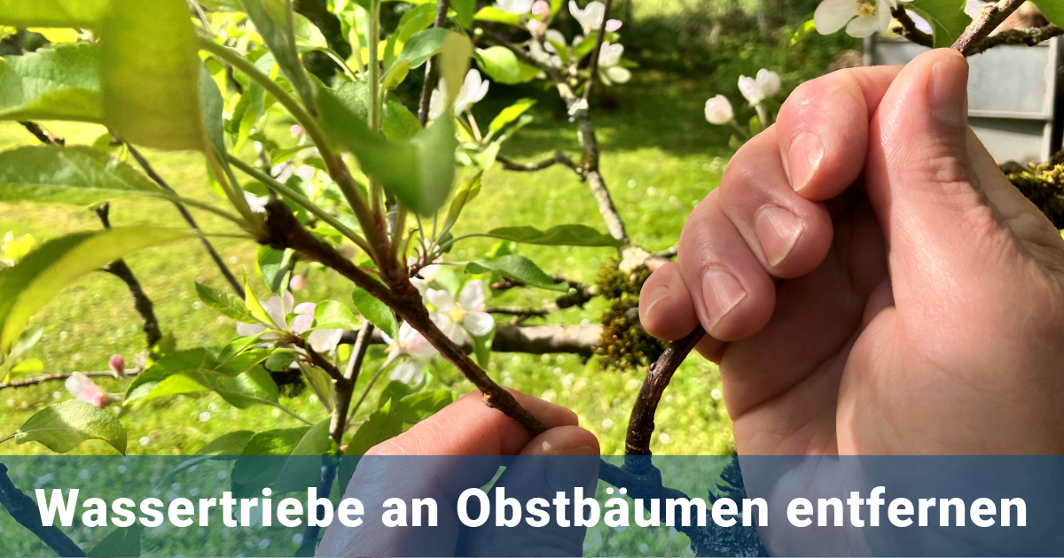 Reissen und Mulchen