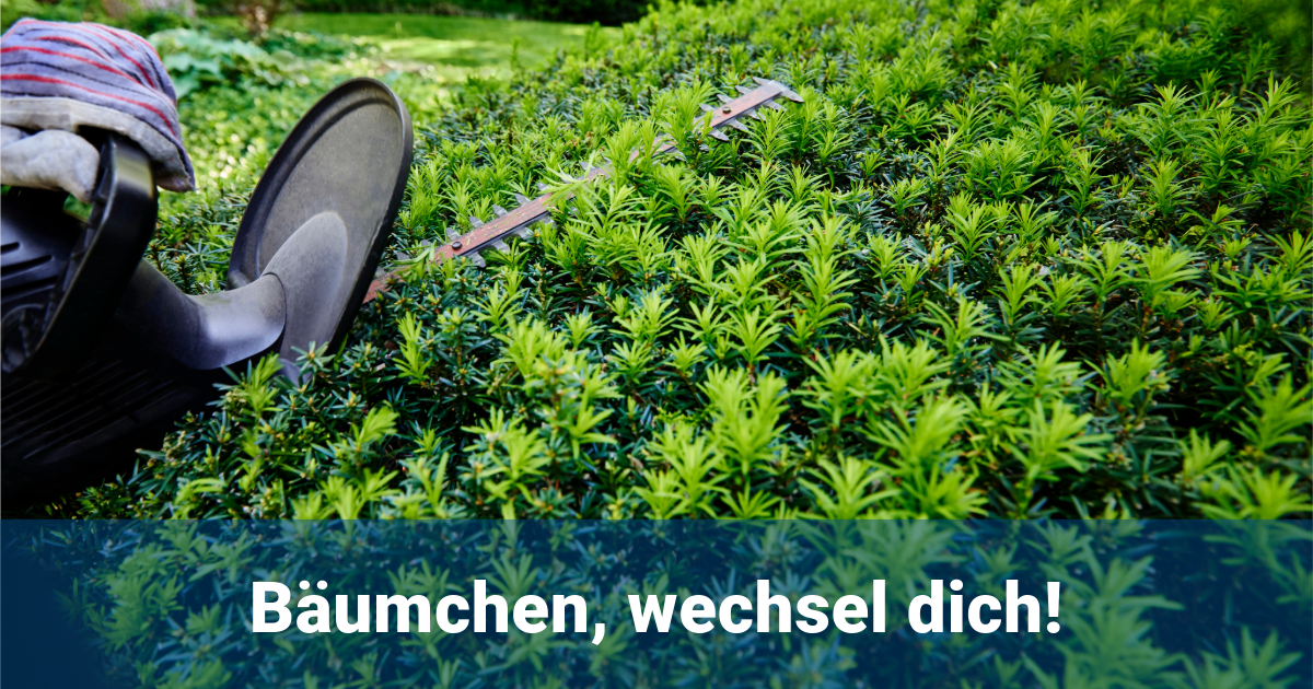 Expertentipp  Thuja ersetzen